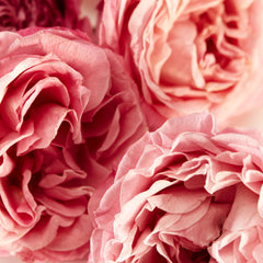 Marrakesh in a Bottle Orange Blossom | 24 10ml